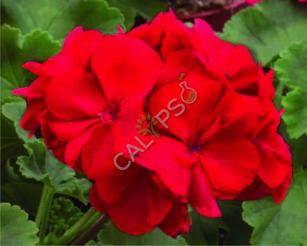 Comprar aceite esencial de geranio